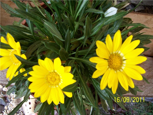 Gazanija
